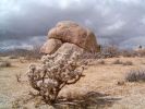 Joshua Tree NP